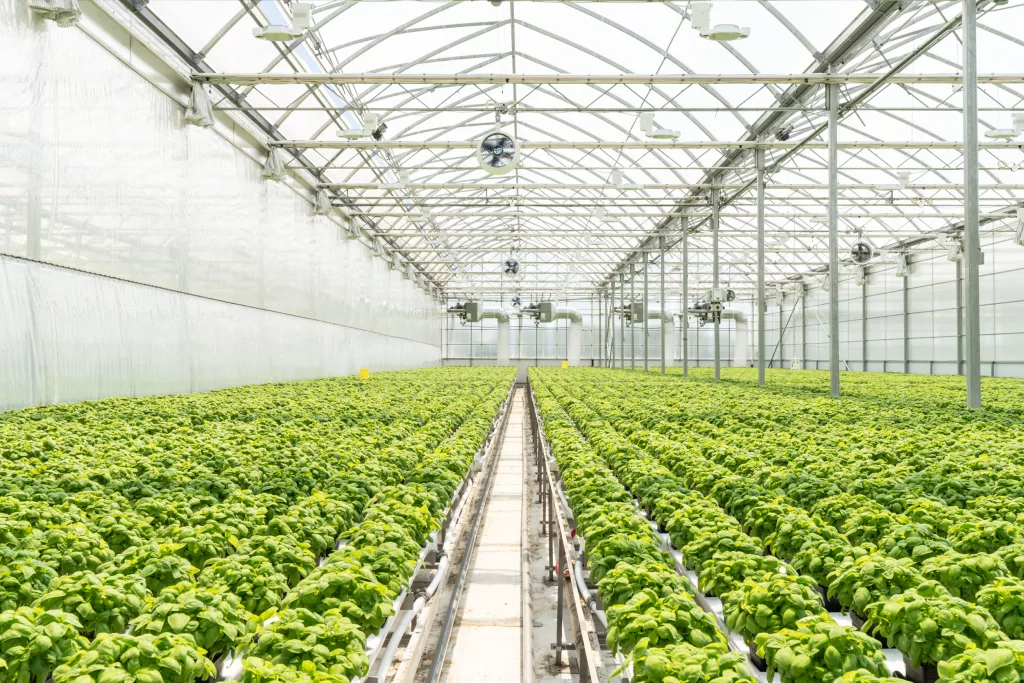 Commercial Greenhouse Expansion