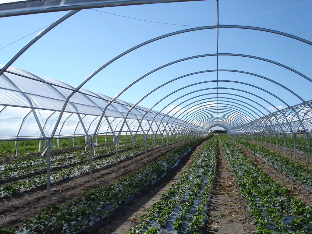 Tunnel_ornemental_fraises_île_orléans