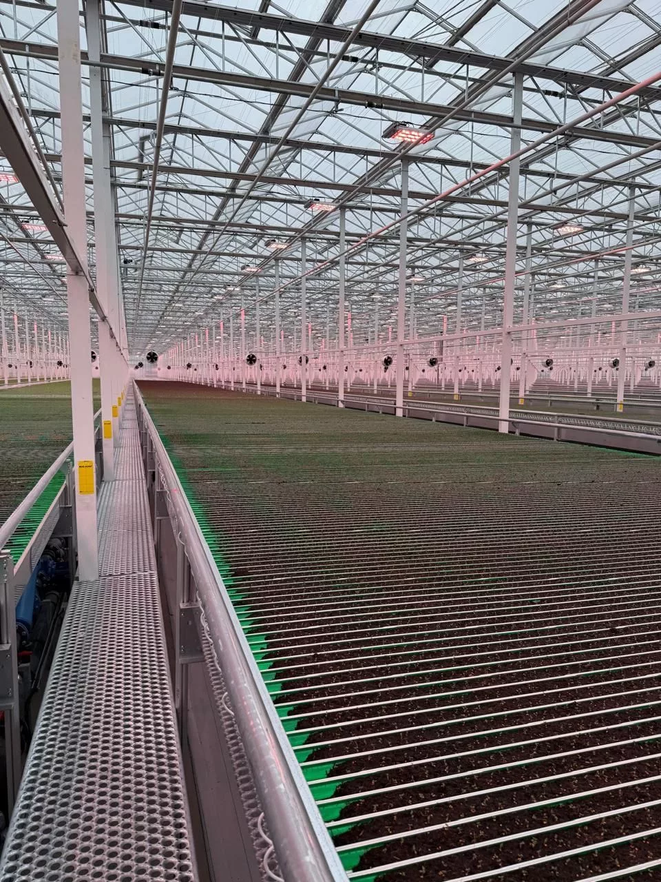 Fabricante de invernaderos 15 Production de laitue en serres de verre chez Vegpro International