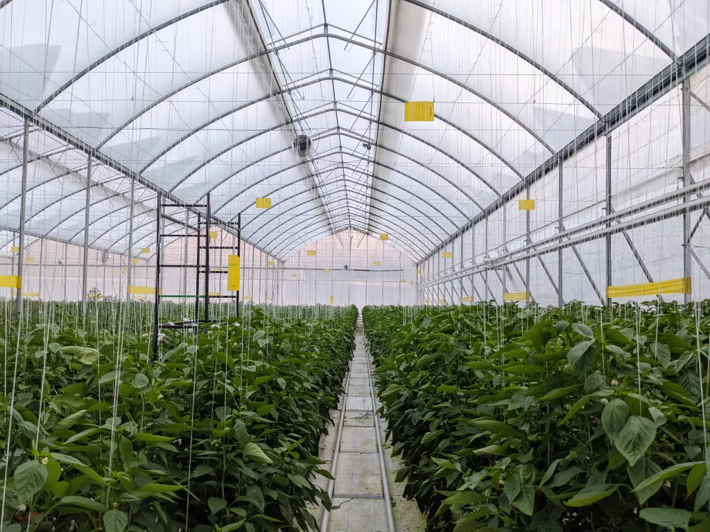 el jaguar farm - mexico