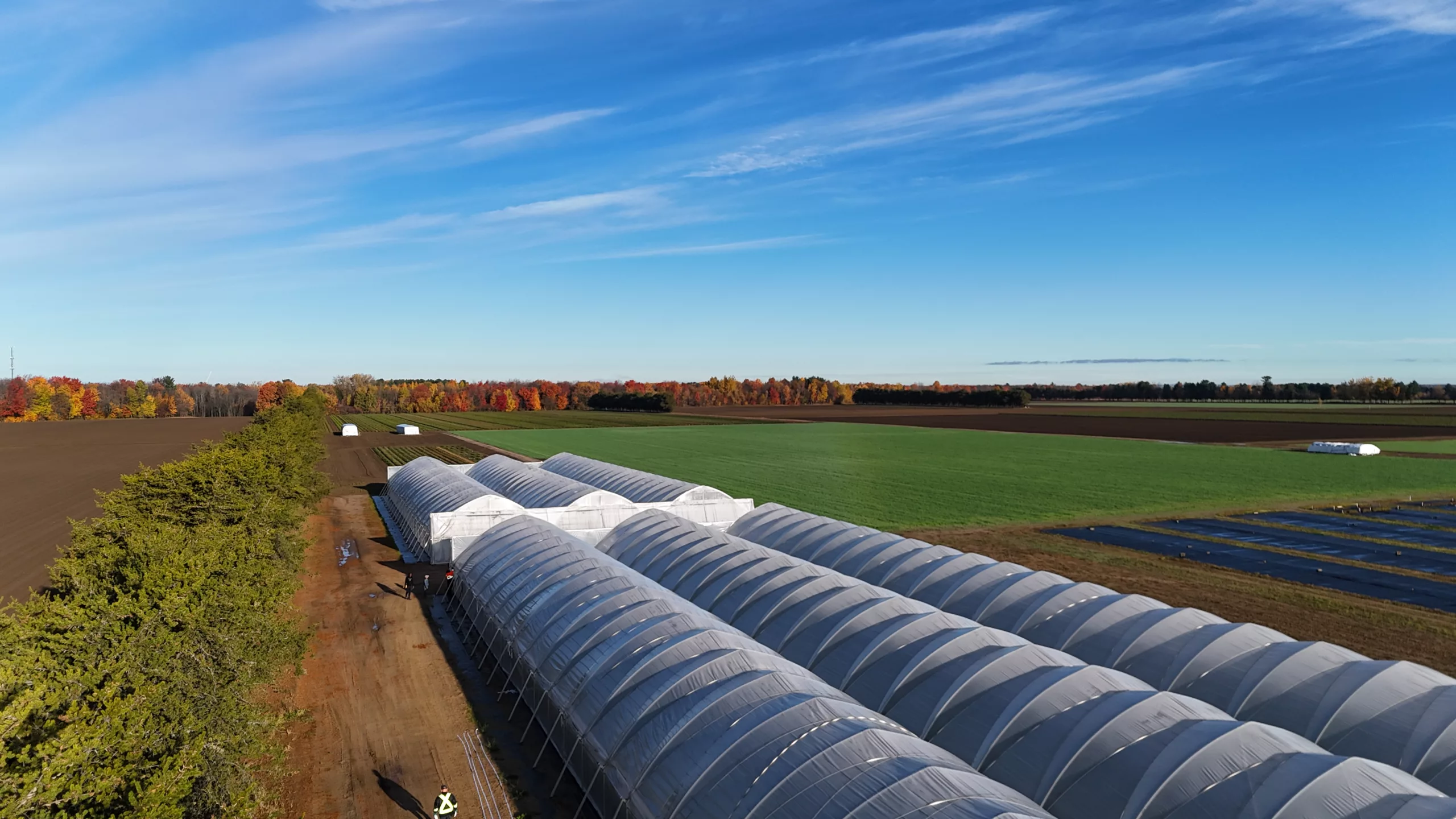 Invernaderos multitúnel 9 Strawberry plug production under a high tunnel for early plant development