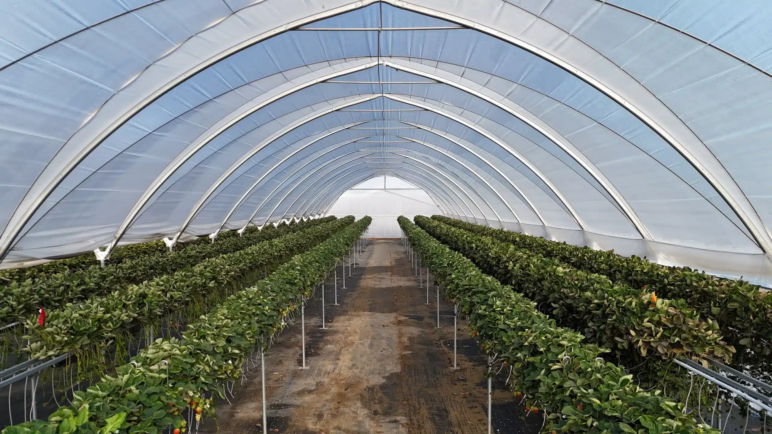 Invernaderos multitúnel 8 TunnelPro Plus high tunnel greenhouse structure by Harnois for commercial growers