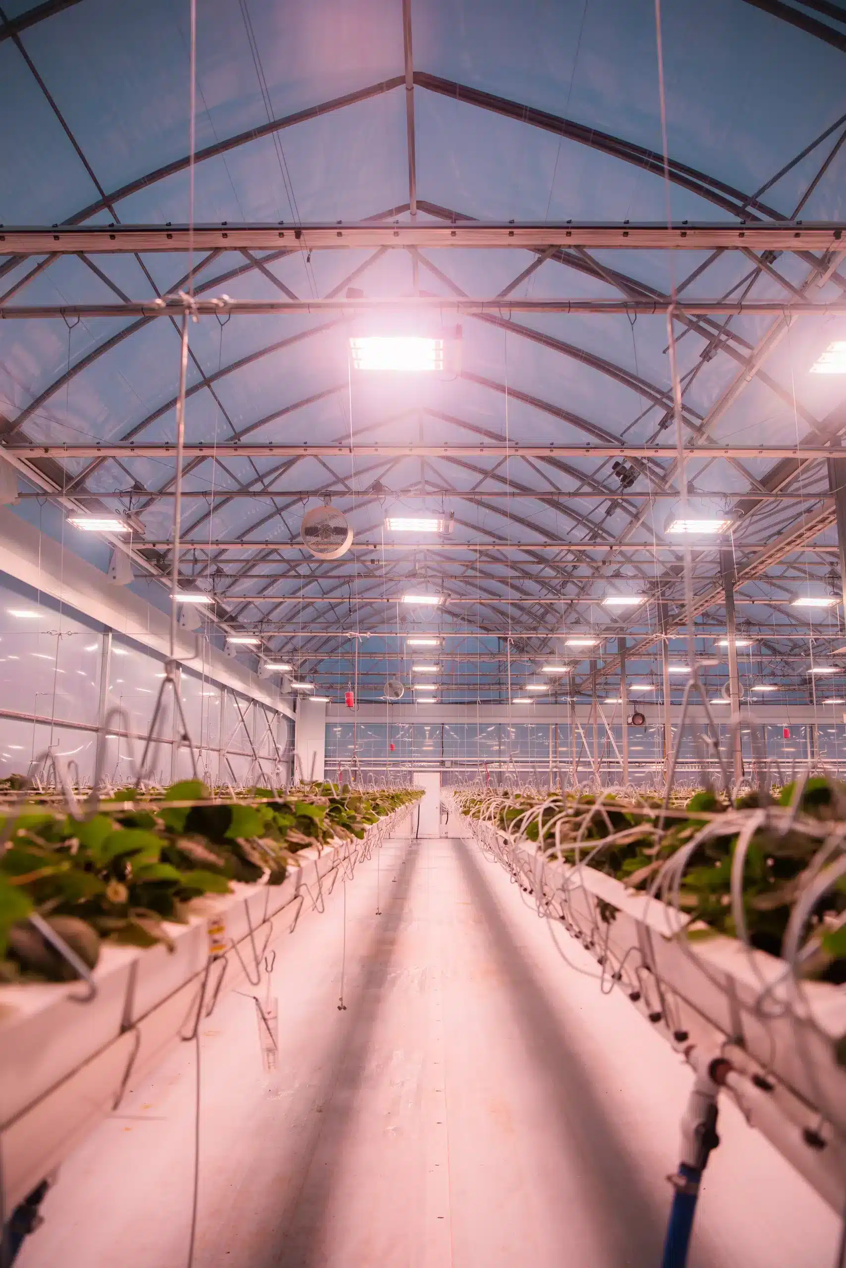 Fabricante de invernaderos 14 Suspended strawberries - Canada