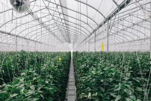 Invernaderos capilla 7 Invernaderos capilla