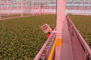 Invernaderos de vidrio Venlo 4 IMG 0968