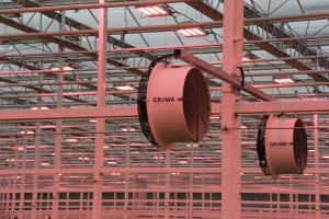 Invernaderos de vidrio Venlo 3 IMG 0973