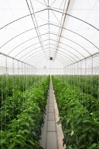 Invernaderos capilla 3 Luminosa horticole 325 fin interieur Cimarron mexique 2019 web