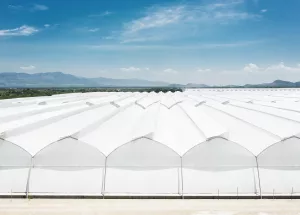 Invernaderos capilla 4 Luminosa horticole alvaro cimarron mexique 2019 2