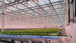 Invernaderos de vidrio Venlo 7 vegpro inside